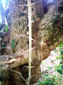 Trees Canthium inerme - perpendicular thorns photo