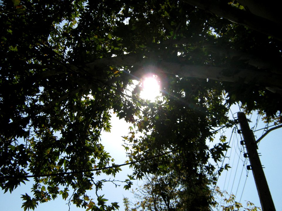 Tree - houses - sidewalk - Nishapur 05