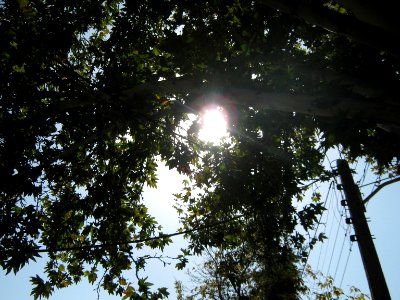 Tree - houses - sidewalk - Nishapur 05