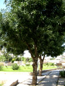 Trees - Simorgh Culture House - Nishapur 002