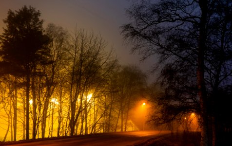 Trees around Brastad soccer arena in fog (4) photo