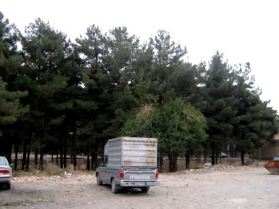 Trees - Ibrahimi st - Nishapur 4