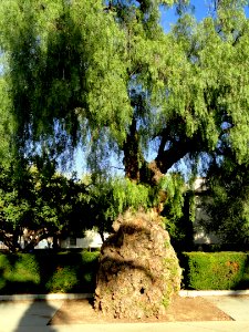 Tree (San José State University) - DSC03930