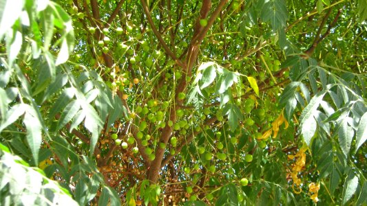 Trees in Amir Kabir and Be'sat blv - Nishapur 04