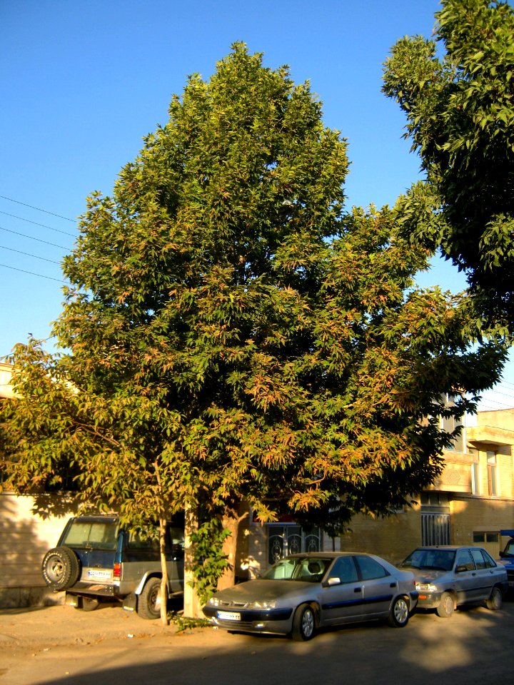 Trees at morning - near Simorgh Culture house - Nishapur 4