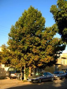 Trees at morning - near Simorgh Culture house - Nishapur 4