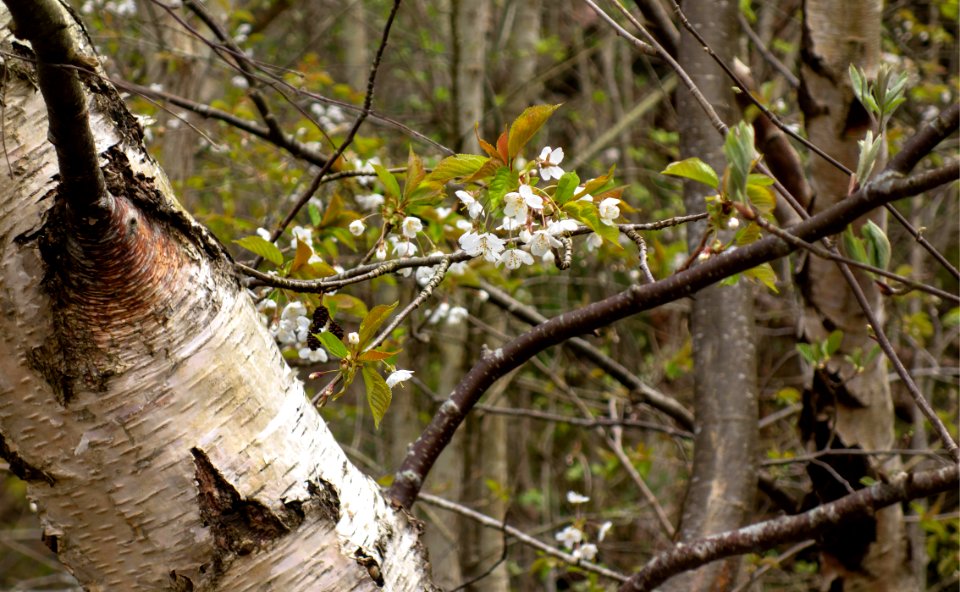 Trees by the shore in Sandvik 3