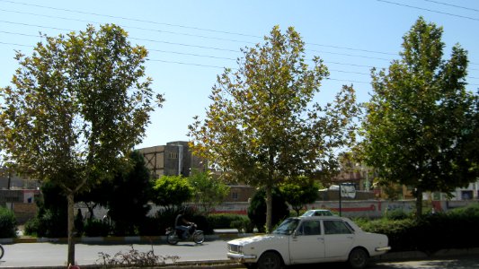 Trees in Amir Kabir and Be'sat blv - Nishapur 19