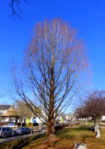 Tree - Stoneham, MA - DSC09452