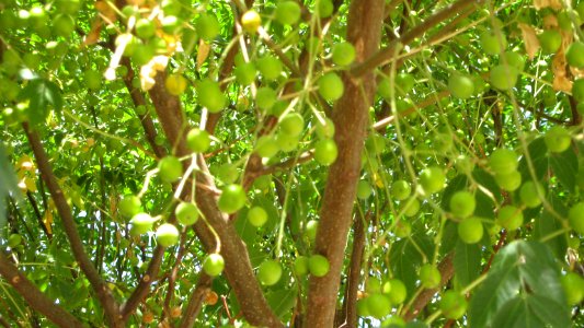 Trees in Amir Kabir and Be'sat blv - Nishapur 05