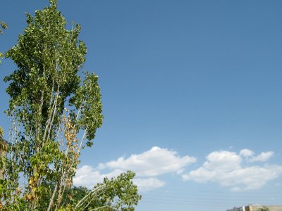 Trees in Amir Kabir and Be'sat blv - Nishapur 12