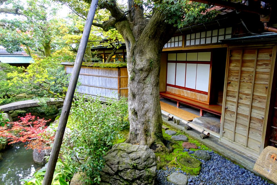 Tree - Nomura Samurai Family Residence - Nagamachi - Kanazawa, Japan - DSC00423