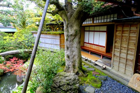 Tree - Nomura Samurai Family Residence - Nagamachi - Kanazawa, Japan - DSC00423