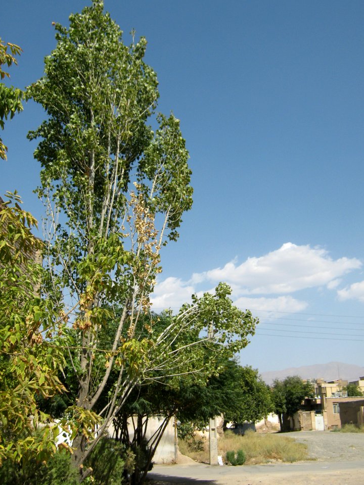 Trees in Amir Kabir and Be'sat blv - Nishapur 11