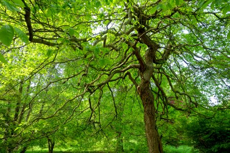 Tree - Sheffield Park and Garden - East Sussex, England - DSC05546