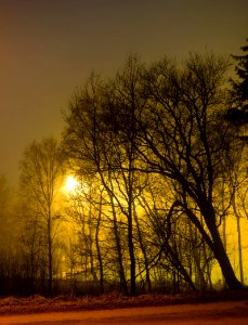 Trees around Brastad soccer arena in fog (9) photo