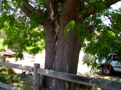 Trees and old cars in Waroona 2 (E37@WTW2013)