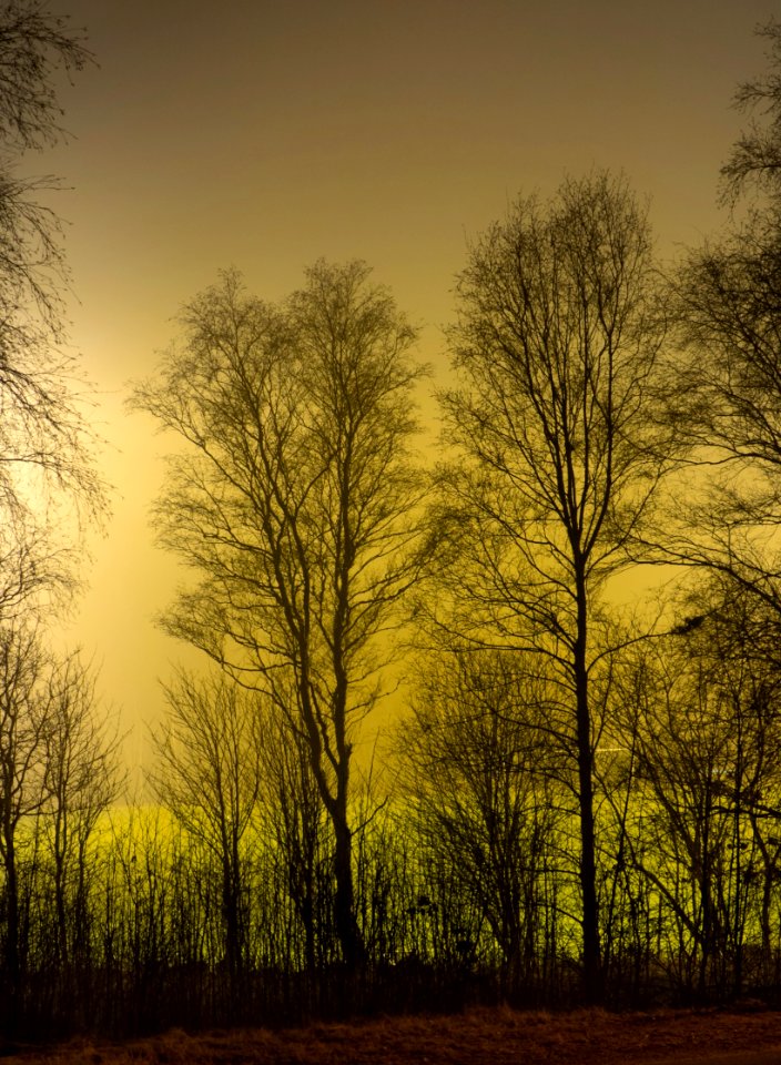 Trees around Brastad soccer arena in fog (16)