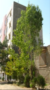 Trees in Amir Kabir and Be'sat blv - Nishapur 02