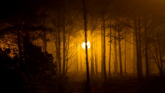 Trees around Brastad soccer arena in fog (12) photo