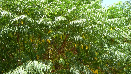 Trees in Amir Kabir and Be'sat blv - Nishapur 01