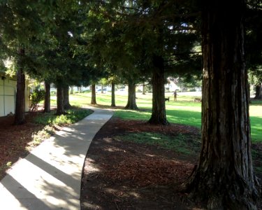 Trees along walkway in public park in Cupertino, California