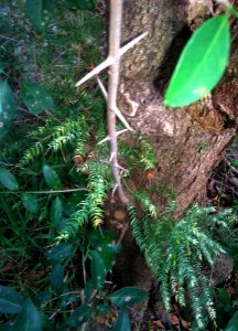 Trees Canthium inerme - perpendicular thorns 2 photo