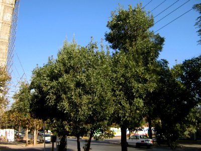 Trees - west farahbakhsh st - Nishapur 3