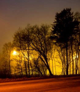 Trees around Brastad soccer arena in fog (7) photo