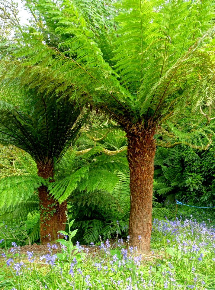 Tree ferns - Trewidden Garden - Cornwall, England - DSC02136