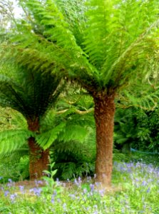 Tree ferns - Trewidden Garden - Cornwall, England - DSC02136