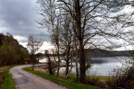 Trees by the road in Sandvik 2
