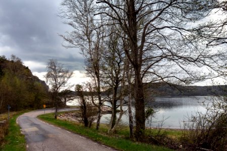 Trees by the road in Sandvik 2 photo