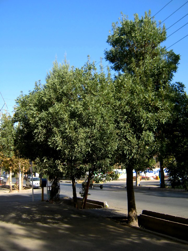 Trees - west farahbakhsh st - Nishapur 1