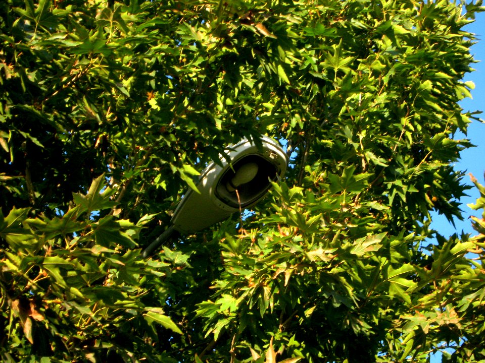 Trees at morning - near Simorgh Culture house - Nishapur 6