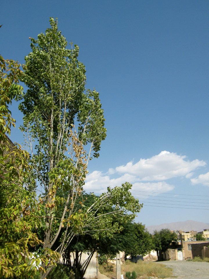 Trees in Amir Kabir and Be'sat blv - Nishapur 13