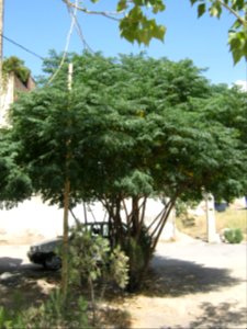 Trees in Amir Kabir and Be'sat blv - Nishapur 08