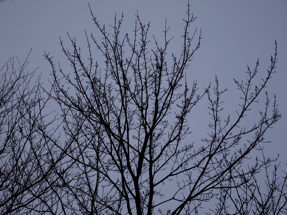 Trees budded out in late winter, Adirondacks 01