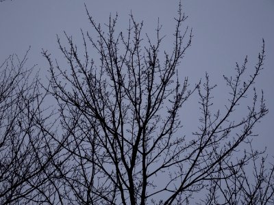 Trees budded out in late winter, Adirondacks 01
