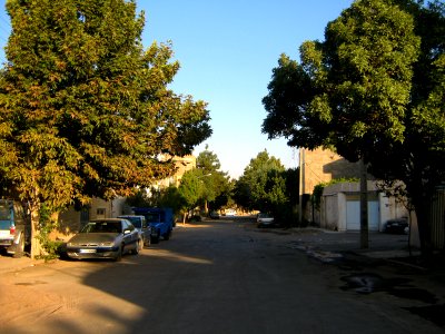 Trees at morning - near Simorgh Culture house - Nishapur 2