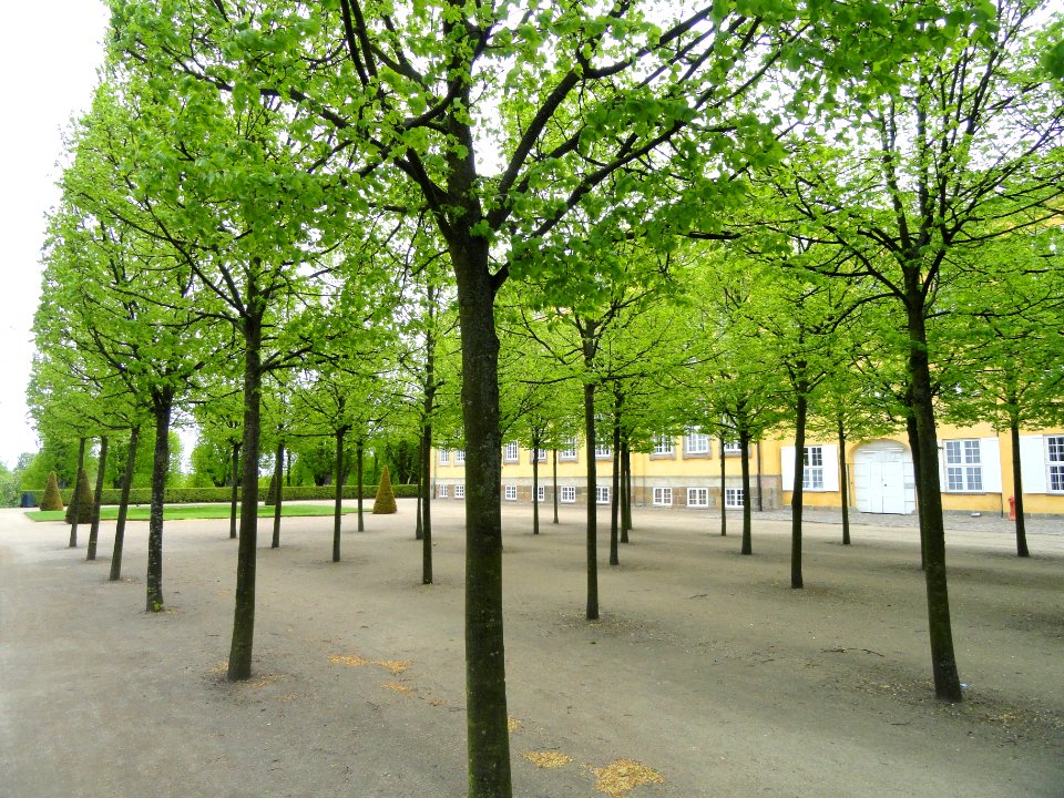 Trees at palace - Frederiksberg Have - Copenhagen - DSC08941