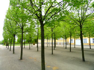 Trees at palace - Frederiksberg Have - Copenhagen - DSC08941