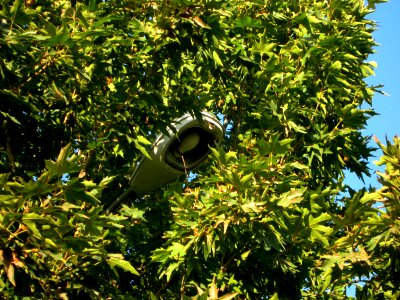 Trees at morning - near Simorgh Culture house - Nishapur 7