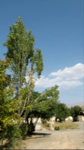 Trees in Amir Kabir and Be'sat blv - Nishapur 16 photo