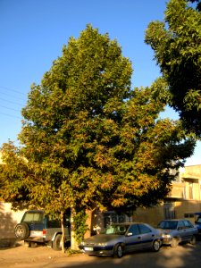 Trees at morning - near Simorgh Culture house - Nishapur 3