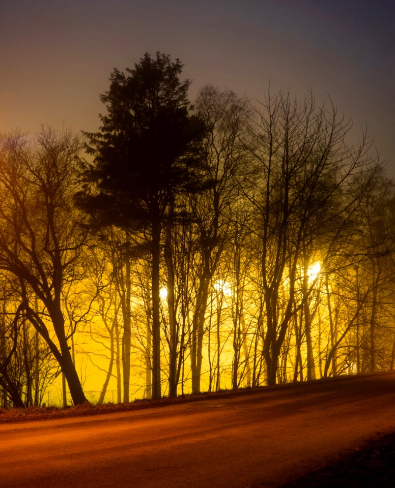 Trees around Brastad soccer arena in fog (6)