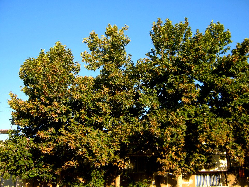 Trees at morning - near Simorgh Culture house - Nishapur 8
