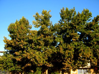 Trees at morning - near Simorgh Culture house - Nishapur 8 photo
