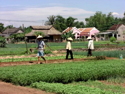 Travaux des champs Vietnam photo