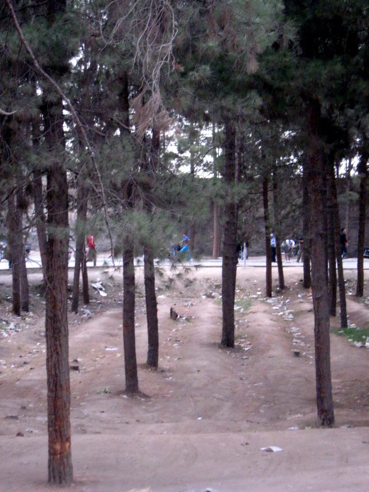 Trees - Ibrahimi st - Nishapur 3